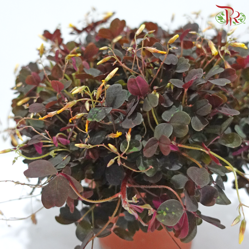 Oxalis Spiralis P140《酢漿草》