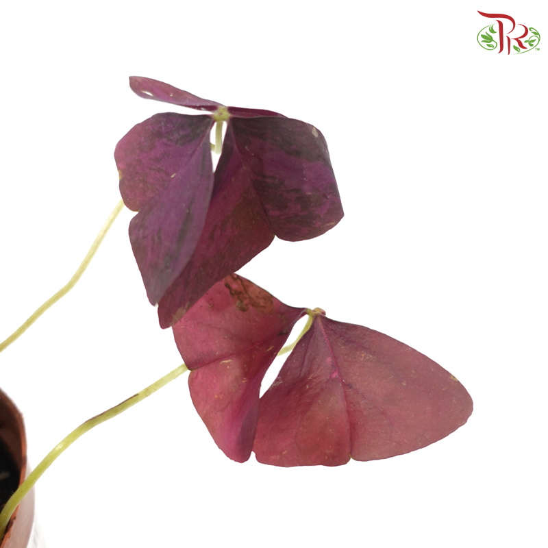 Oxalis Triangularis P110《紫叶酢漿草》