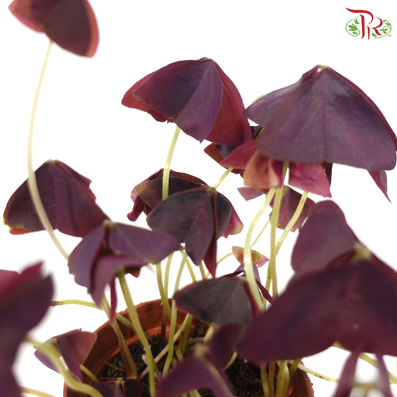 Oxalis Triangularis P110《紫叶酢漿草》