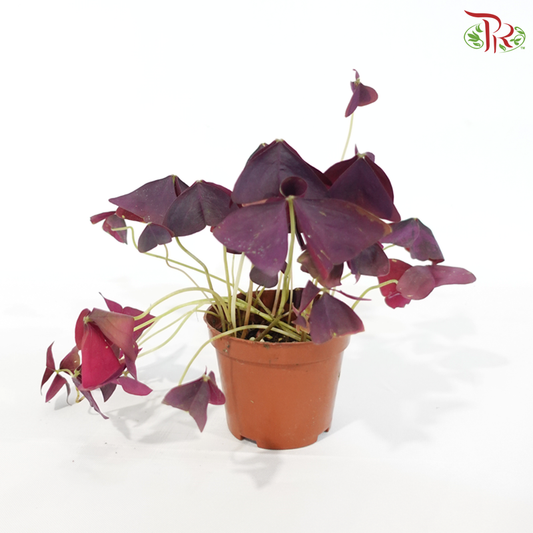 Oxalis Triangularis P110《紫叶酢漿草》