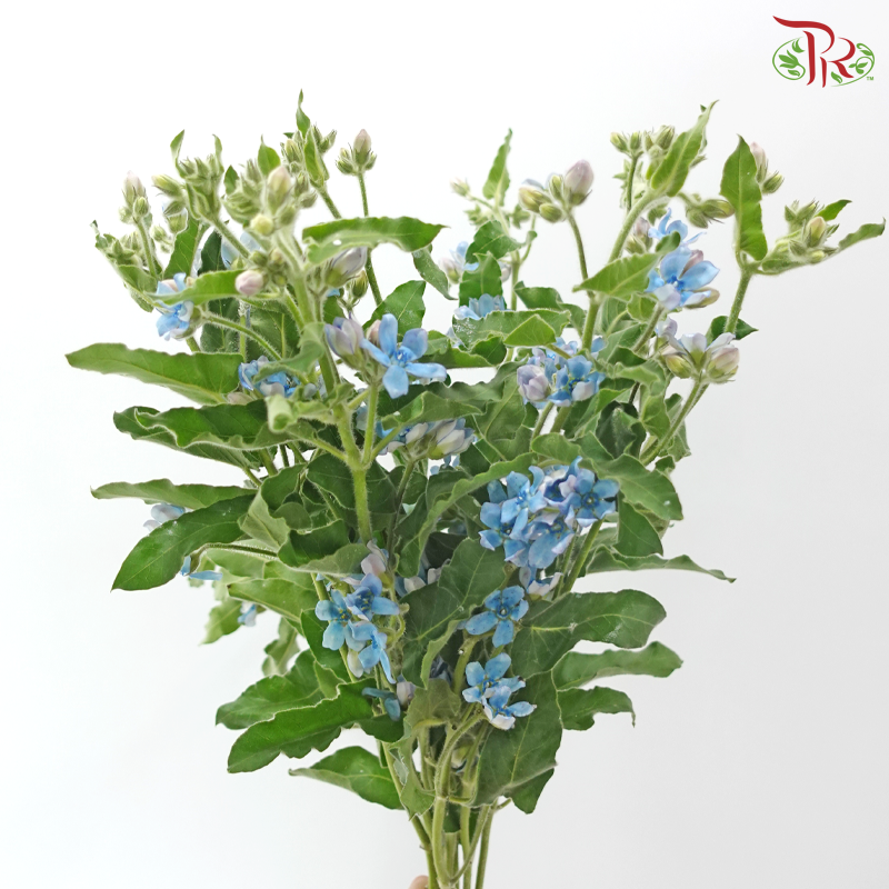 Oxypetalum - Blue