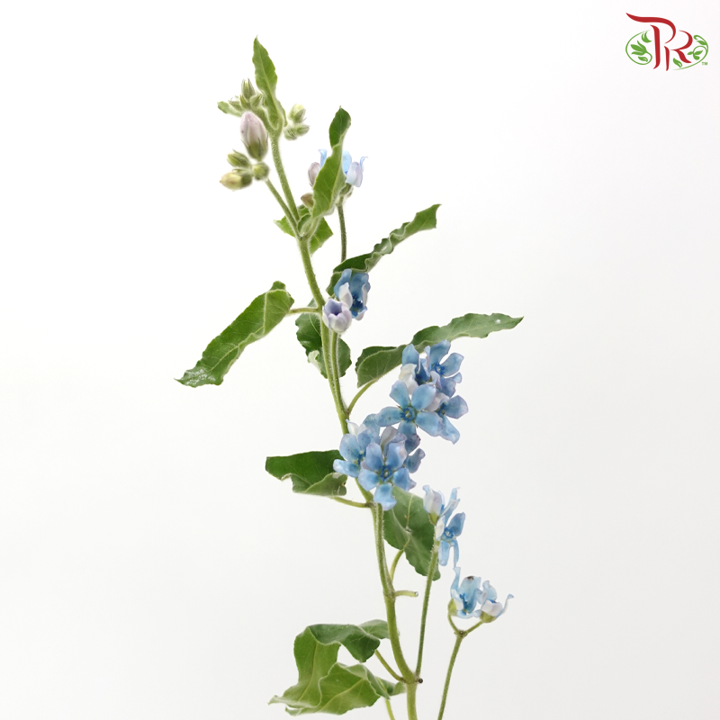 Oxypetalum - Blue