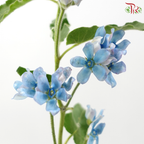 Oxypetalum - Blue