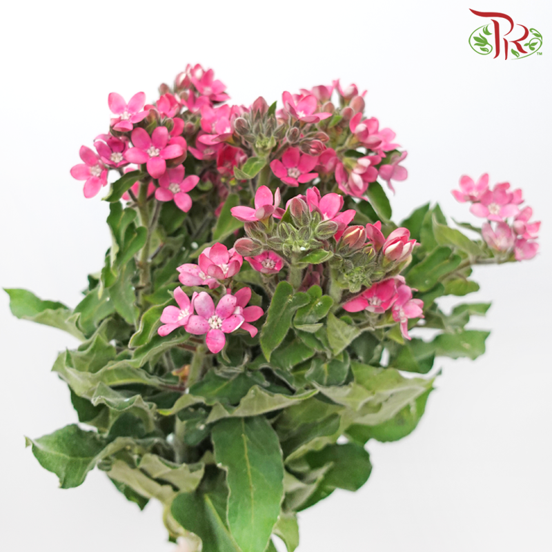 Oxypetalum - Pink (Per Bunch)