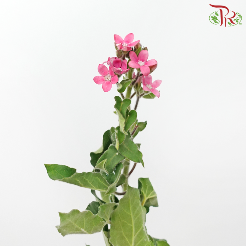 Oxypetalum - Pink (Per Bunch)