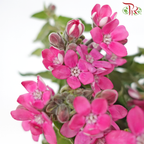 Oxypetalum - Pink (Per Bunch)