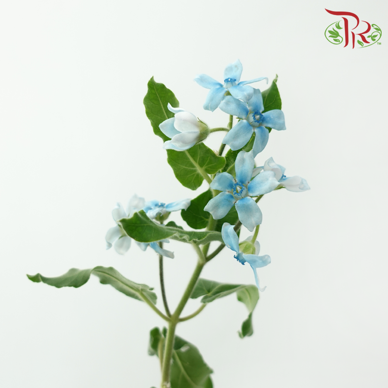 Oxypetalum - Angel Blue (5 Stems)