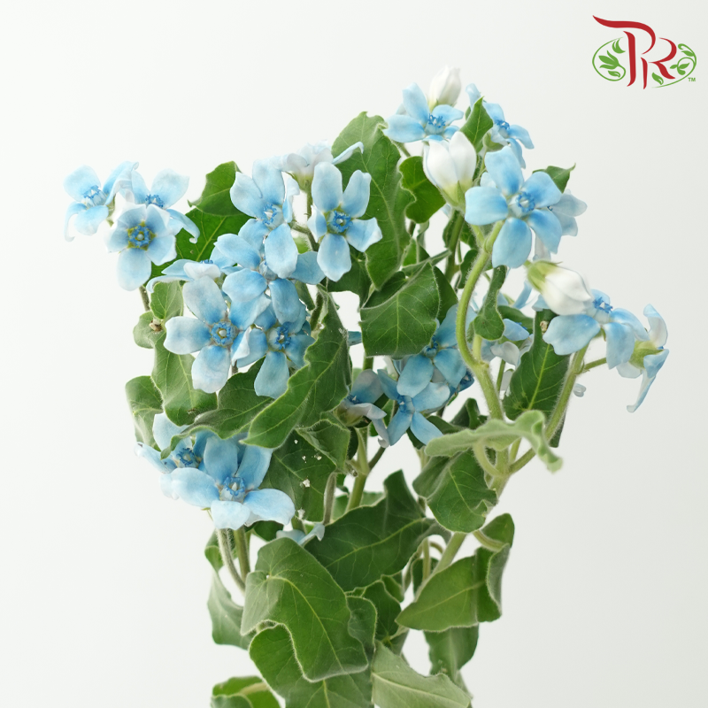 Oxypetalum - Angel Blue (5 Stems)