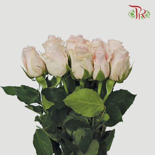 Rose - Candy Girl (10 Stems) - Pudu Ria Florist