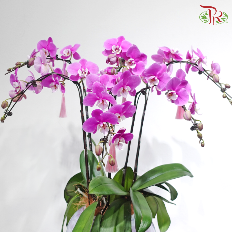 【CNY 2026】Violet Glory Orchids《紫耀兰品》