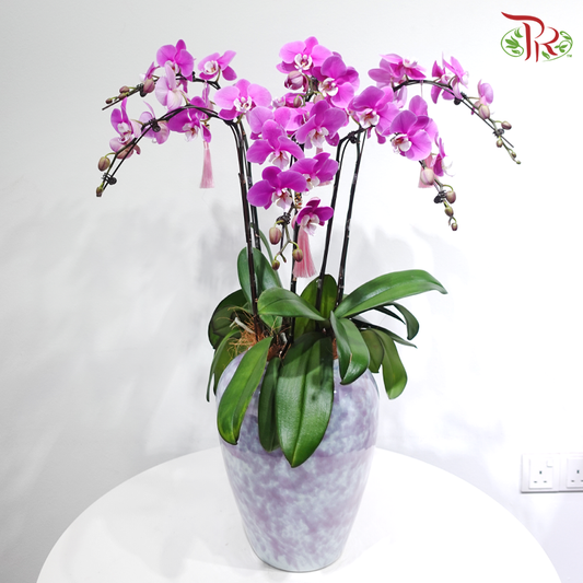 【CNY 2026】Violet Glory Orchids《紫耀兰品》