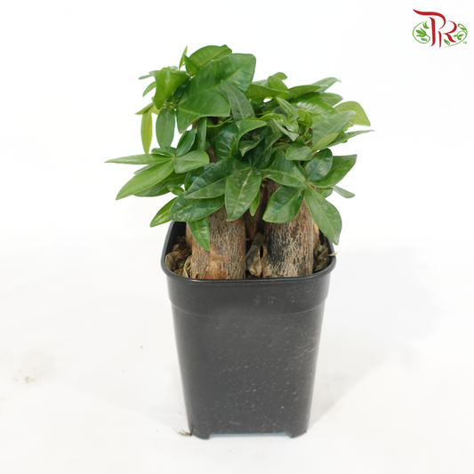 Pachira 5 Stems《发财树》(Square Pot)