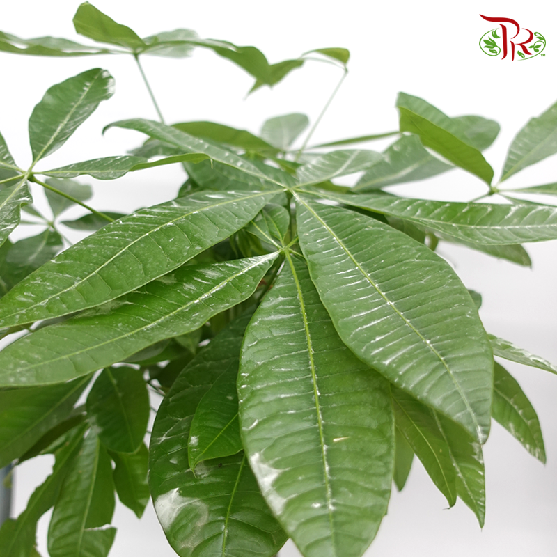 Pachira Single 1M 《发财树》 - Pudu Ria Florist