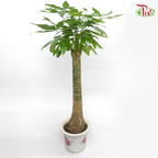 Pachira Single 1M 《发财树》 - Pudu Ria Florist