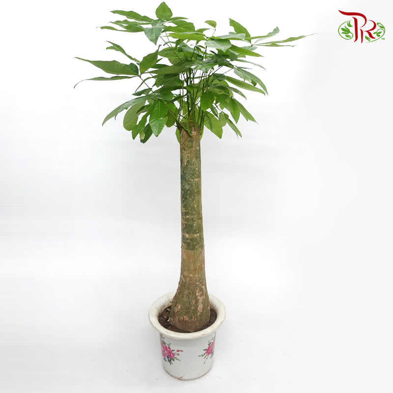 Pachira Single 1M 《发财树》 - Pudu Ria Florist