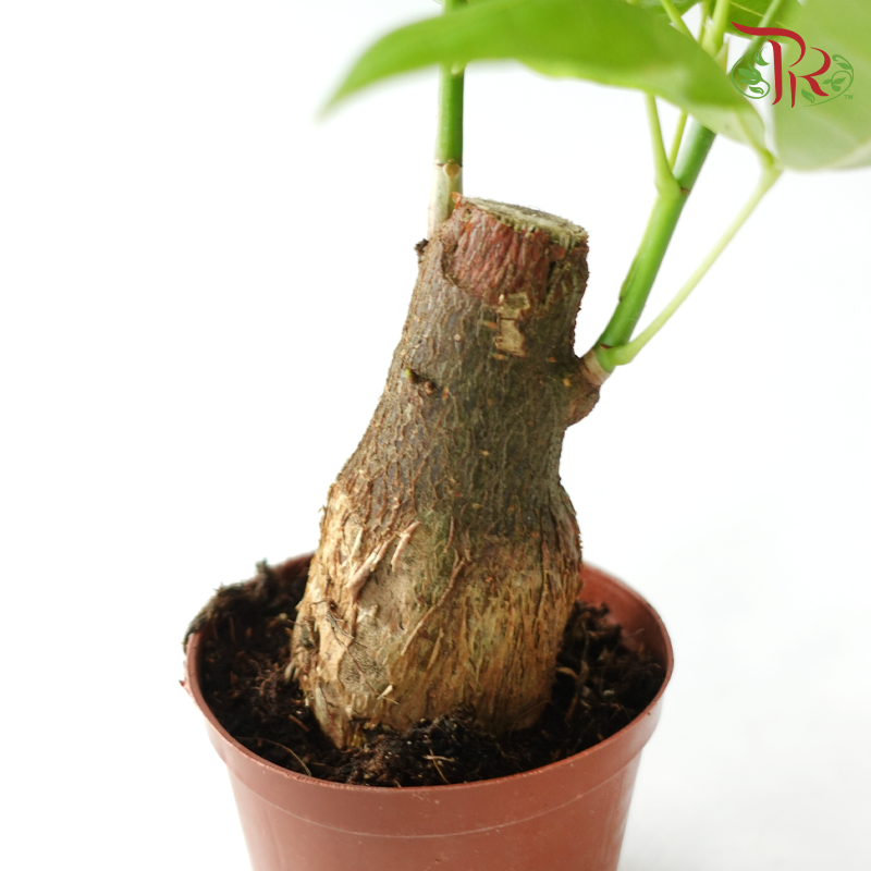 Pachira Tree Head (Single)《发财树》