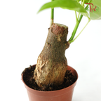 Pachira Tree Head (Single)《发财树》