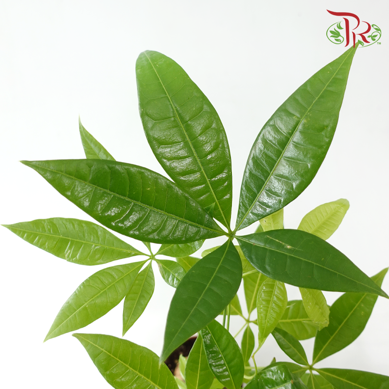 Pachira Tree Head (Single)《发财树》