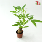 Pachira Tree Head (Single)《发财树》