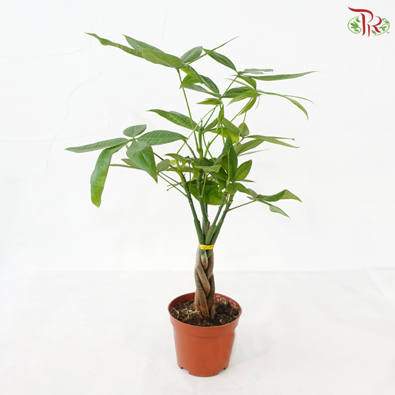 Pachira 5 Plait P90《五编发财树》