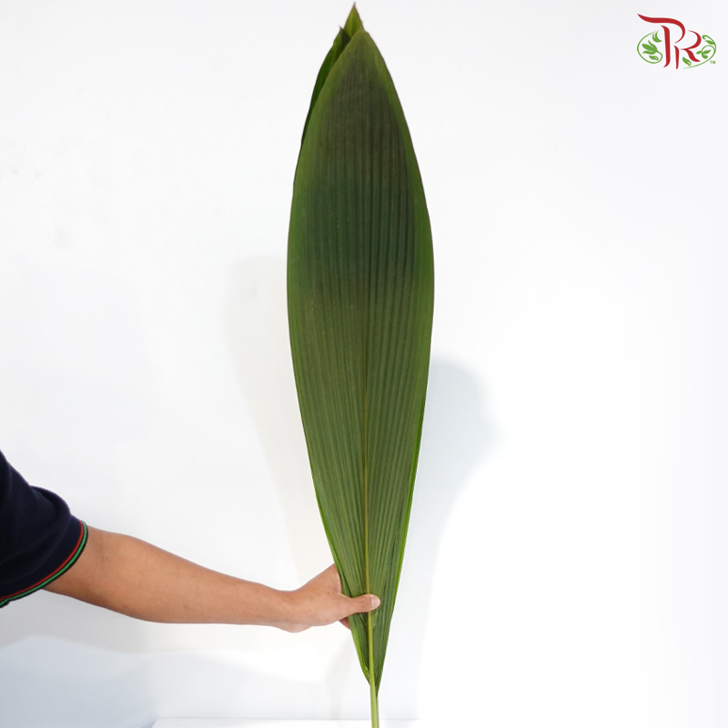 Palm Accordeon (5 Stems)