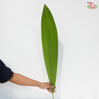 Palm Accordeon (5 Stems)