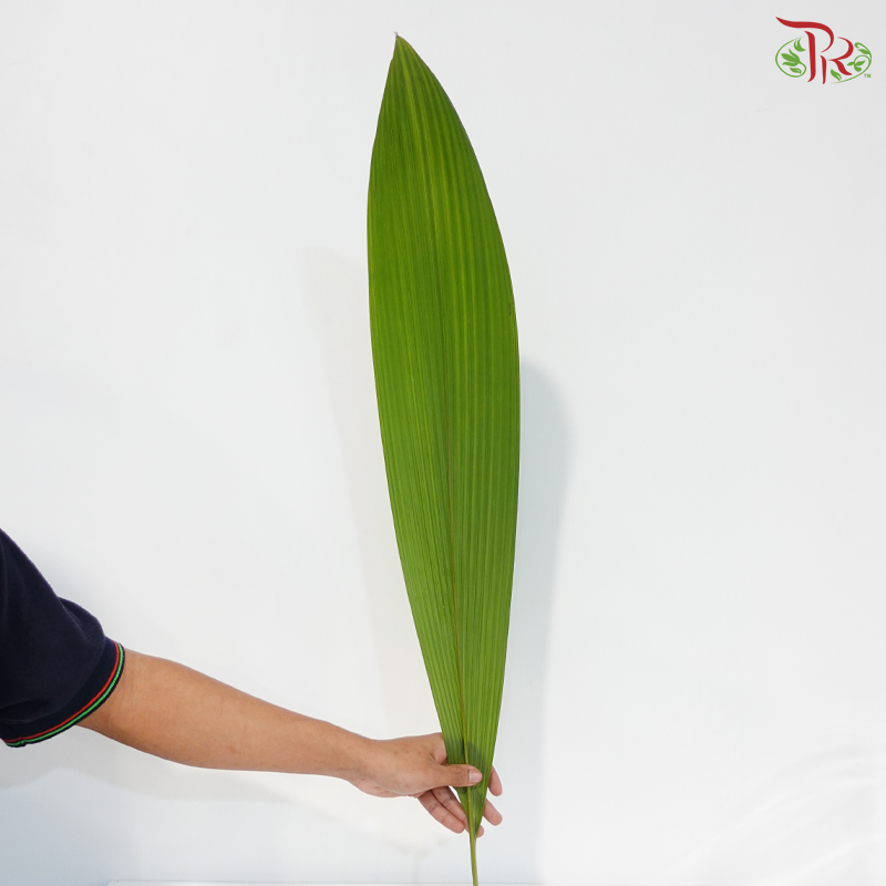 Palm Accordeon (5 Stems)