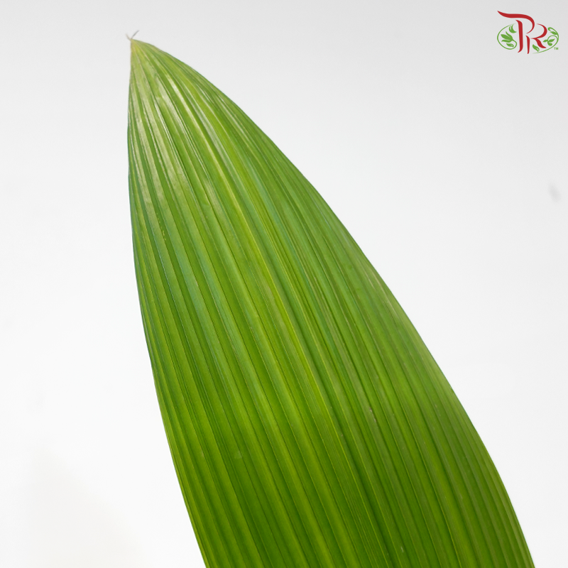 Palm Accordeon (5 Stems)