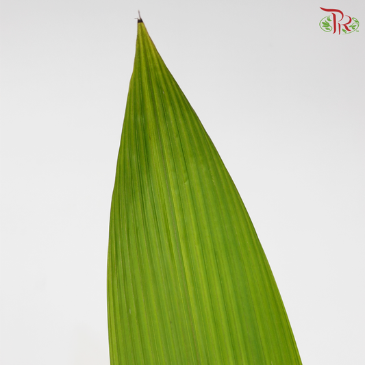 Palm Accordeon (5 Stems)