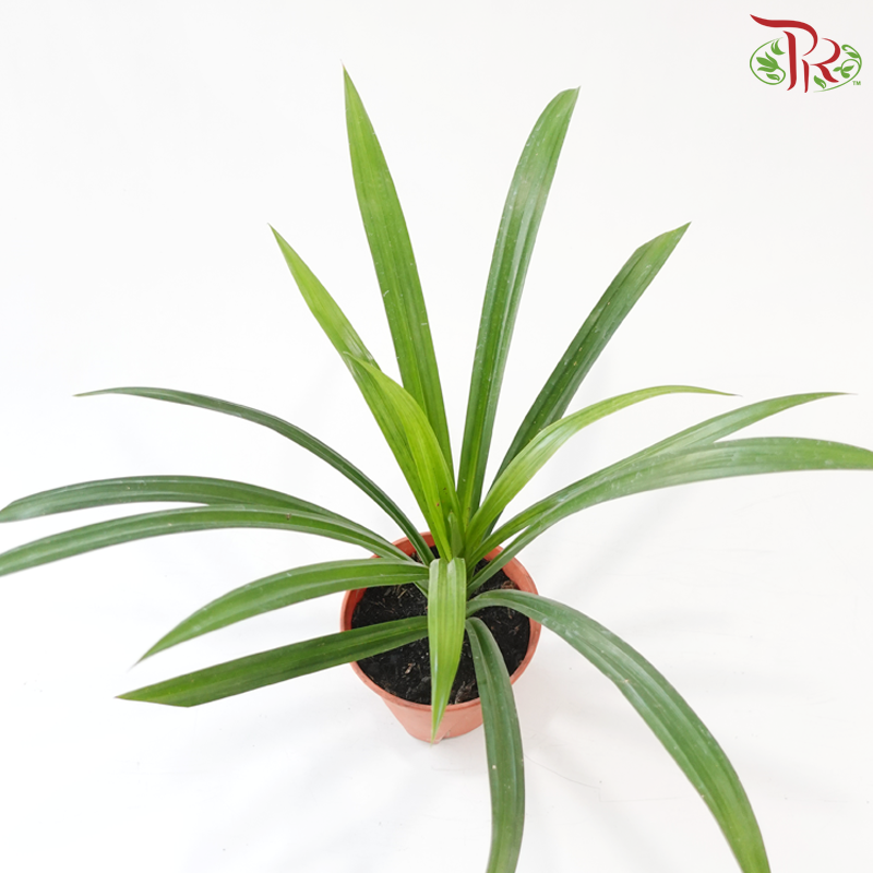 Pandanus P140《斑斓叶》