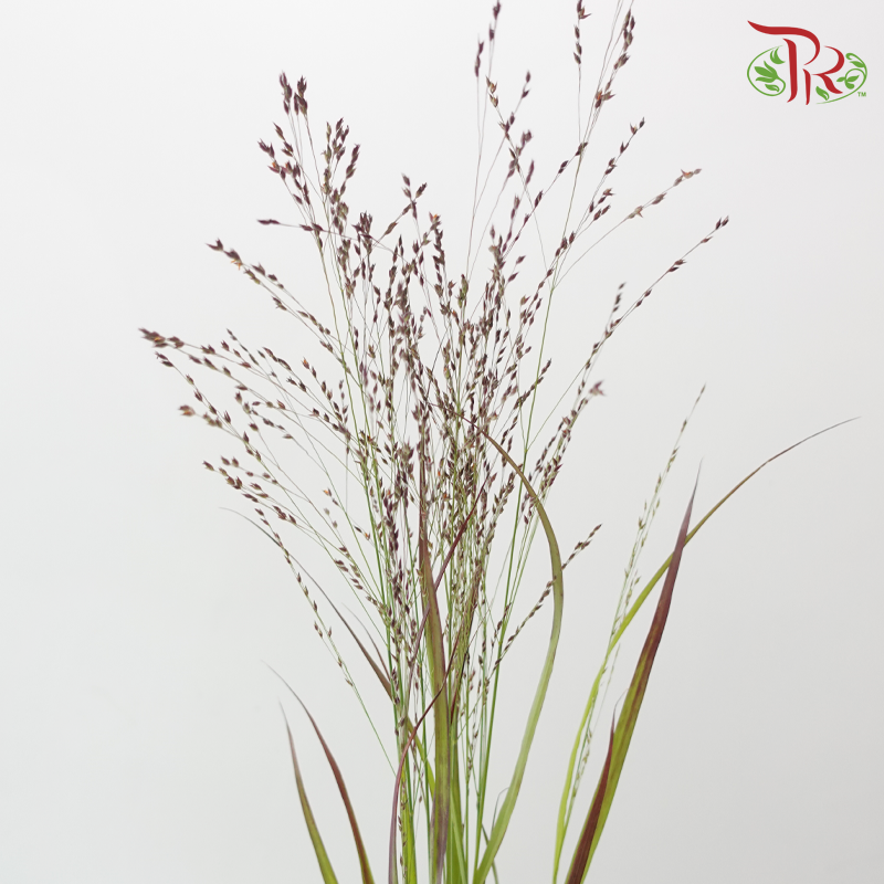 Panicum Virgatum - Red (10 Stems)