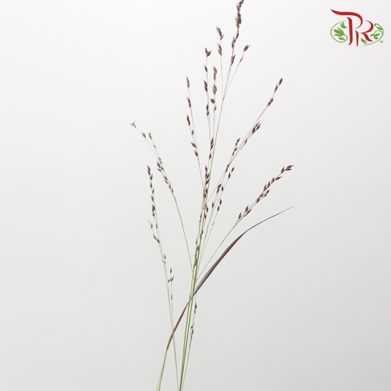 Panicum Virgatum - Red (10 Stems)