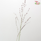 Panicum Virgatum - Red (10 Stems)