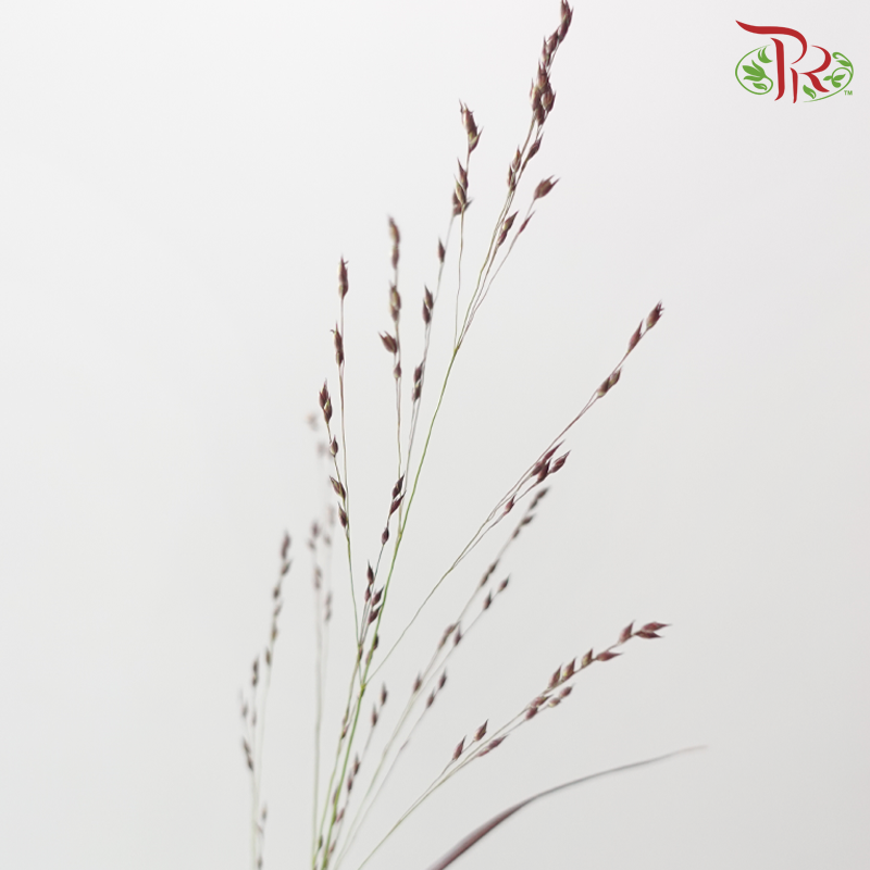 Panicum Virgatum - Red (10 Stems)