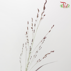 Panicum Virgatum - Red (10 Stems)