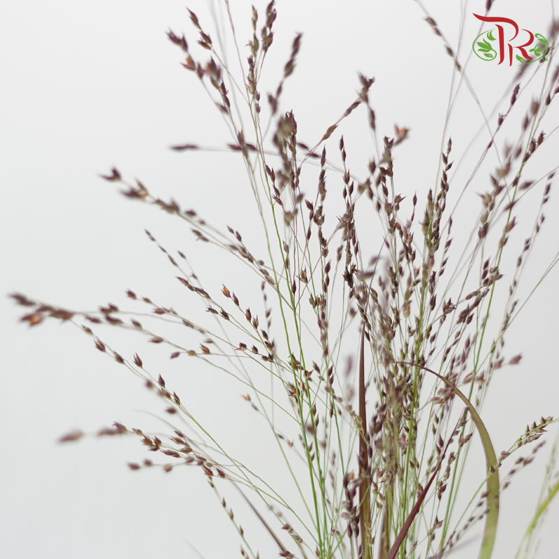 Panicum Virgatum - Red (10 Stems)