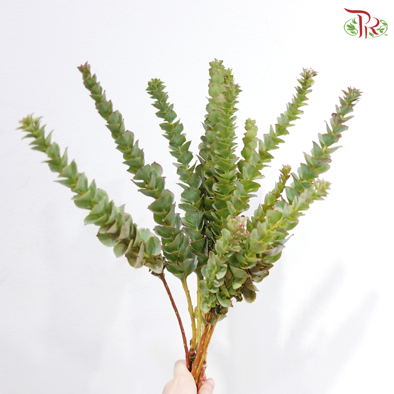 Paranomous Green - (Per Bunch)