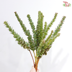 Paranomous Green - (Per Bunch)
