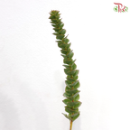 Paranomous Green - (Per Bunch)