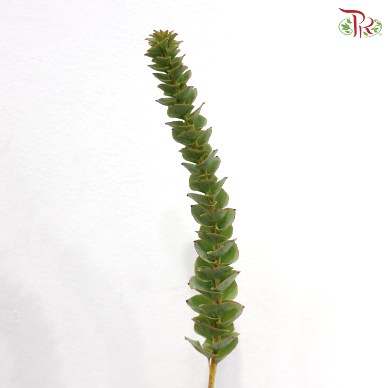 Paranomous Green - (Per Bunch)