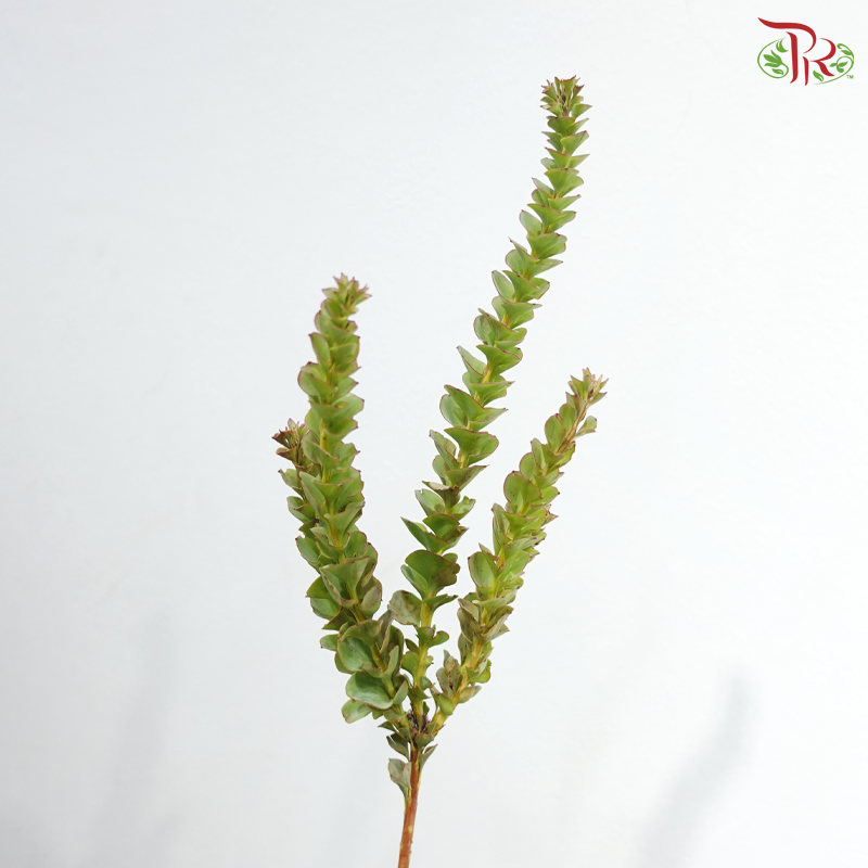 Paranomous Green - (Per Bunch)