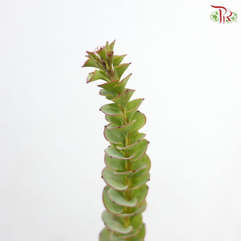 Paranomous Green - (Per Bunch)