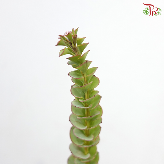 Paranomous Green (Per Bunch)