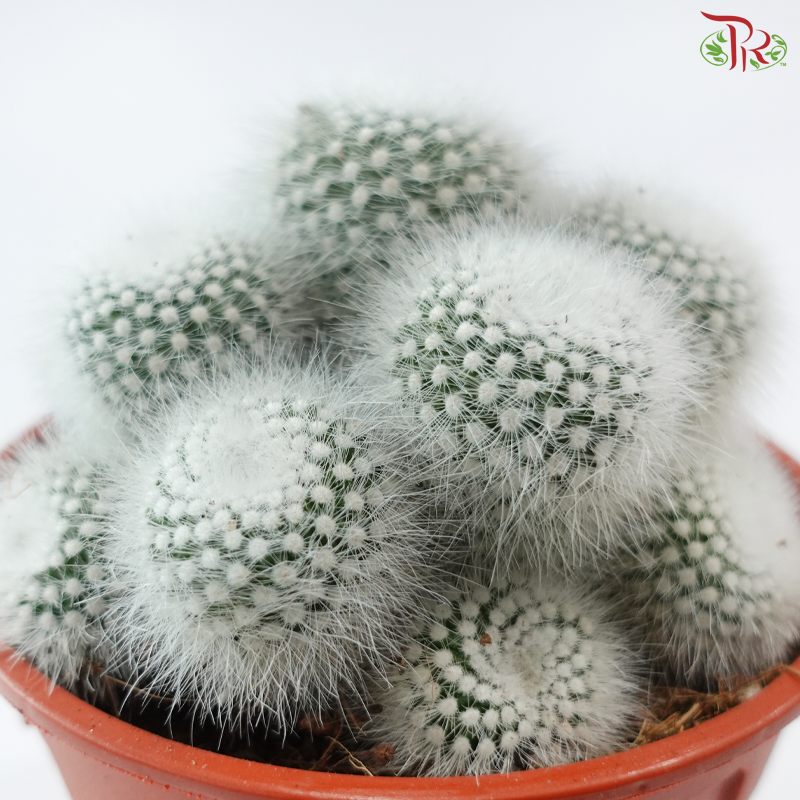 Parodia Scopa《白小町》P150 S04