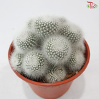 Parodia Scopa《白小町》P150 S04