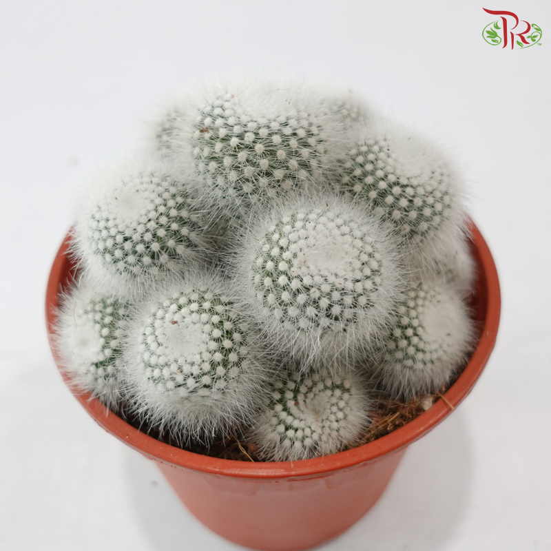 Parodia Scopa《白小町》P150 S04