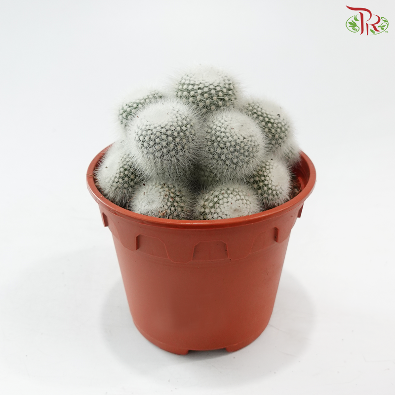 Parodia Scopa《白小町》P150 S04
