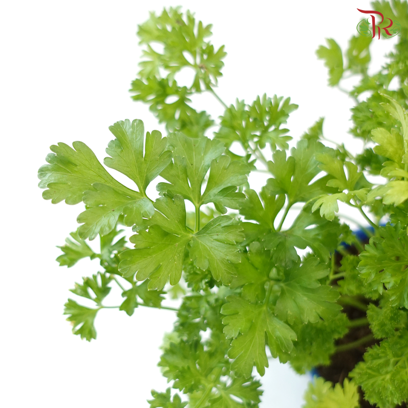 Parsley P150 F02《芫茜》