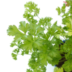 Parsley P150 F02《芫茜》