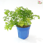Parsley P150 F02《芫茜》